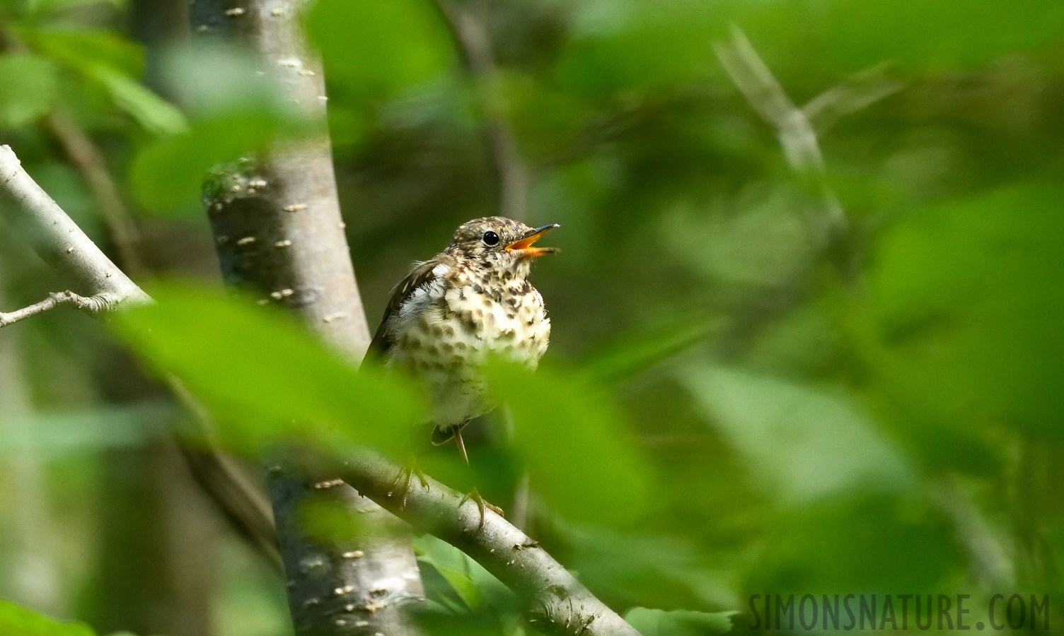 Catharus guttatus crymophilus [400 mm, 1/160 Sek. bei f / 7.1, ISO 3200]